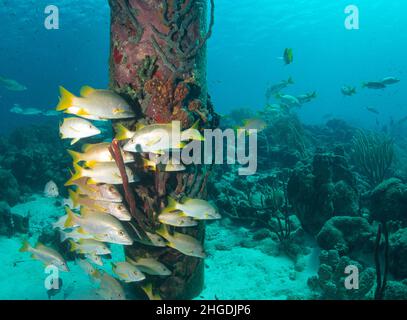 Foto grandangolare di dentini sotto un pilastro che conduce al molo Foto Stock