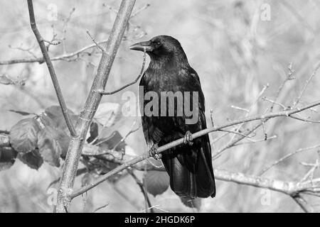 Corvo comune nero (Corvus corax) arroccato su ramo d'albero Foto Stock