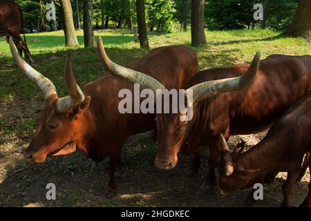 Bestiame Watusi nel Safari Park a Dvur Kralove nad Labem, Boemia orientale, Repubblica Ceca, Europa Foto Stock