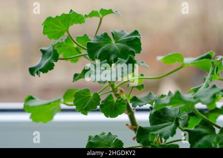 Pianta verde sul davanzale di una stanza illuminata dal sole Foto Stock