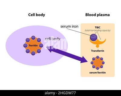La ferritina è la principale proteina di conservazione del ferro nell'uomo. La ferritina sierica è correlata alla quantità di ferro presente nell'organismo. Modello cartoon. Transferrin 2D Foto Stock