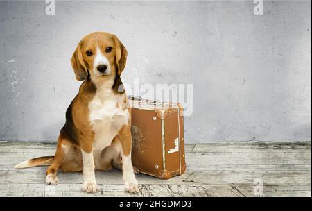 Carino cane beagle seduto vicino alla vecchia valigia vintage. Spazio per il testo Foto Stock