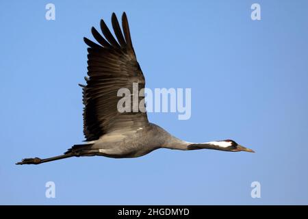 Gru comune (Grus grus noto anche come la gru eurasiatica) in volo. Grandi specie migratorie che vivono in prati umidi e paludi. Ha un w Foto Stock