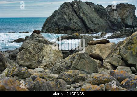 Three New Zealand fur seals (Arctocephalus Forsteri) resting on the rocks of Tarkirae Head, in the extreme south of North Island Stock Photo