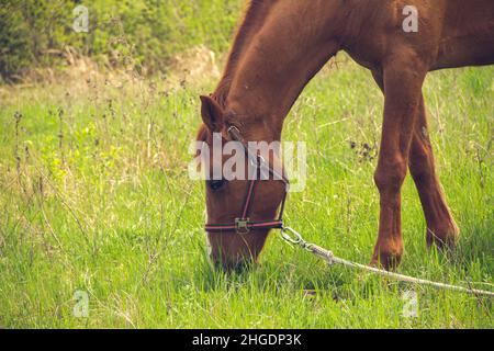 Un cavallo bruno con una mana leggera sgranata su un guinzaglio nella steppa. Foto Stock