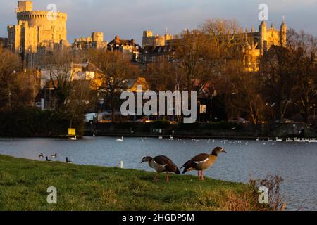 Eton, Regno Unito. 19th Gennaio 2022. Le oche egiziane sono raffigurate lungo il Tamigi sullo sfondo del Castello di Windsor. Defra ha implementato una zona di controllo locale della malattia da influenza aviaria del 3km come misura precauzionale a seguito della recente identificazione dei casi di influenza aviaria (HPAI) H5N1 nei cigni sul Tamigi ad Eton. I cani dovrebbero essere tenuti su cavi vicino al fiume e cigni dovrebbero essere nutriti solo da beneficenza Swan Support. Credit: Mark Kerrison/Alamy Live News Foto Stock