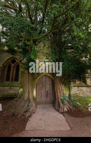 Alberi di Yew che fiancheggiano la porta d'ingresso nord della Chiesa di St Edward a Stow-on-the-Wold, Gloucestershire, Inghilterra Foto Stock