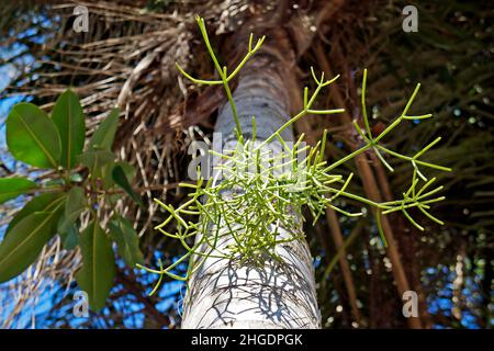 Cactus vischio su tronco di palma (Rhipsalis baccifera) Foto Stock