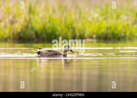 Gadwall (Anas strepera) su un lago Foto Stock