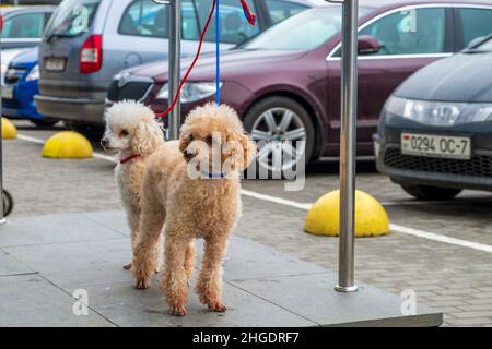 Cani. I poodles in attesa del loro proprietario fuori del deposito. Foto Stock