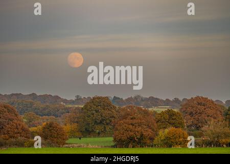 Luna piena che sorge sopra la collina di Galleywood da Margaretting Essex. In autunno. Foto Stock