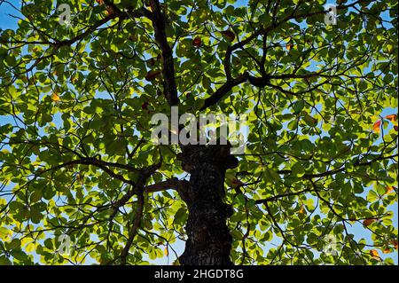 Mandorla tropicale (Terminalia catappa) Foto Stock