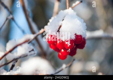 Regno Unito, Inghilterra, Devonshire. Guelder frutti di rosa (Viburnum opulus) bacche nel giardino dopo una nevicata. Foto Stock