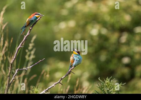 MEROPS apiaster - uccello europeo colourful ape-eater su uno sfondo verde bello con bokeh bello. Foto di natura selvaggia. Foto Stock