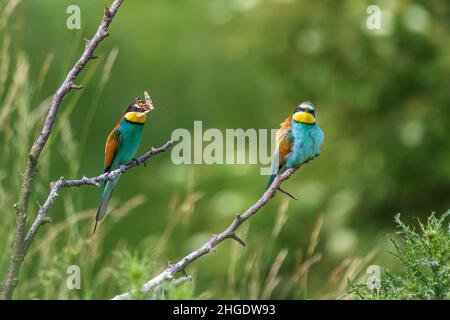 MEROPS apiaster - uccello europeo colourful ape-eater su uno sfondo verde bello con bokeh bello. Ha una farfalla nel suo becco. Foto di selvaggio Foto Stock