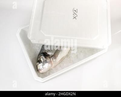 Scatola per il trasporto con ghiaccio e pesce isolato su sfondo bianco - Seabream con testa dorata grigia Foto Stock