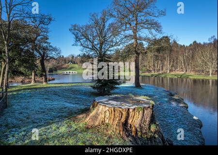 Grande ceppo di albero in cima alla collina in Painshill Park Surrey Inghilterra Foto Stock