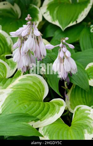Hosta 'Patriot', giglio plantain 'Patriot'. Osta variegata con fiori blu lavanda pallido Foto Stock