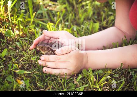 Un bambino che tocca la punta marrone seduto su erba verde estiva nella natura selvaggia Foto Stock