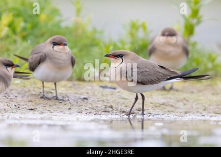 Pratincole (Glareola pratincola), piccolo gregge a terra, Campania, Italia Foto Stock