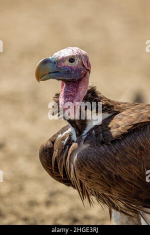 Lappet Vulture di fronte nel Kgalagadi Foto Stock