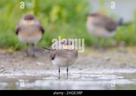 Pratincole (Glareola pratincola), piccolo gregge a terra, Campania, Italia Foto Stock