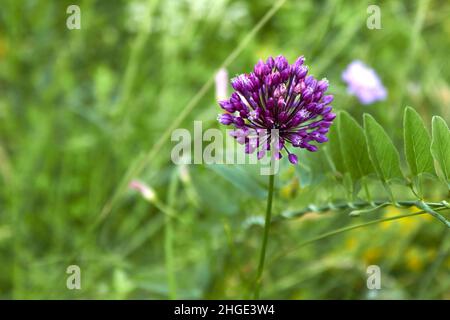 Fiore di cipolla selvaggia. Un'infiorescenza sferica voluminosa di colore viola con semi piccoli. Vista laterale. Fiori selvatici. Sfondo pianta estate. Foto Stock