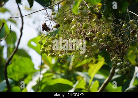 Il fiore di teak albero con uno sfondo naturale. Questa pianta chiamata anche jati Foto Stock