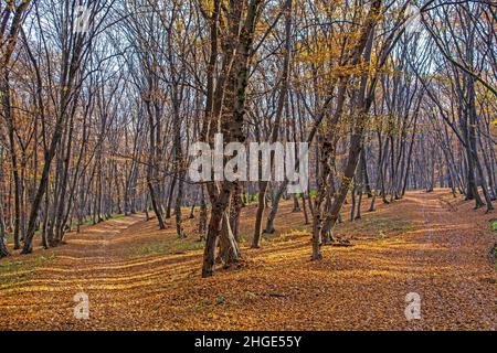 Percorso forestale bivio in autunno, paesaggio in Transilvania, Romania su Via Transilvanica bivio sentiero Foto Stock