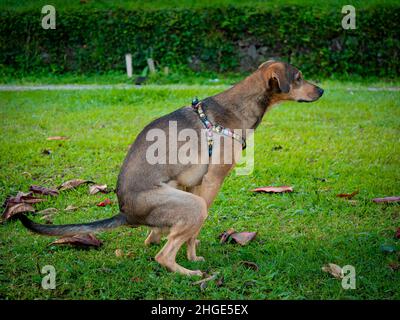 Un cane marrone del Mongrel sta pooping nel giardino a Medellin, Colombia Foto Stock