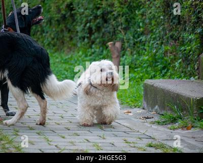 Piccolo Maltese Mix Dog a piedi su un cavalletto grigio in un parco a Medellin, Colombia Foto Stock