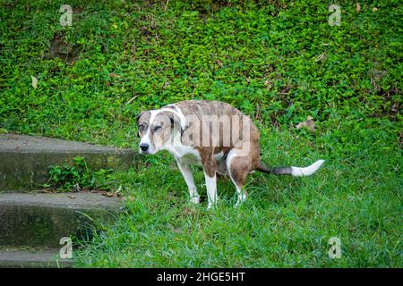 Un cane Mongrel marrone e bianco sta pooping nel giardino e guardando la macchina fotografica Foto Stock
