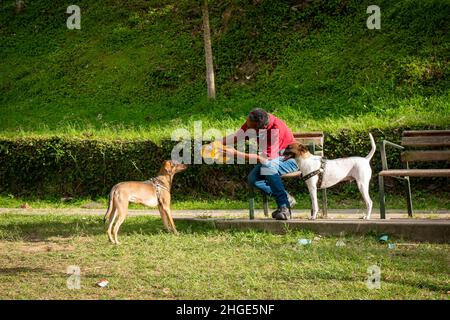 Medellin, Antioquia, Colombia - Gennaio 13 2022: L'uomo marrone dà l'acqua dalla bottiglia di plastica al cane assetato del Mongrel in un giardino verde Foto Stock