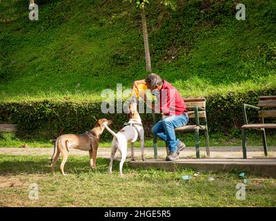 Medellin, Antioquia, Colombia - Gennaio 13 2022: L'uomo marrone dà l'acqua dalla bottiglia di plastica al cane assetato del Mongrel in un giardino verde Foto Stock