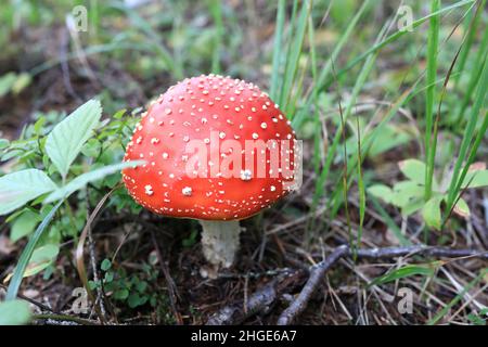 Dettagli di mosca agarico in foresta, Karelia Foto Stock