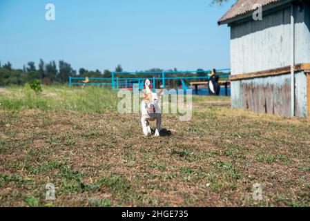 Un cane della razza Jack Russell Terrier corre con una palla d'arancia in bocca lungo l'erba verde, su una vecchia spiaggia sullo sfondo del cielo Foto Stock