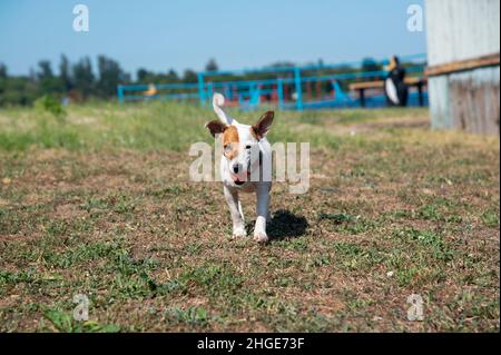 Un cane della razza Jack Russell Terrier corre con una palla d'arancia in bocca lungo l'erba verde, su una vecchia spiaggia sullo sfondo del cielo Foto Stock