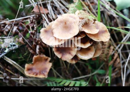Vista dei funghi miele nella foresta, Karelia Foto Stock