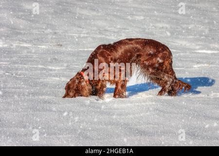 Bella Irish Setter tracking nella neve. Foto Stock