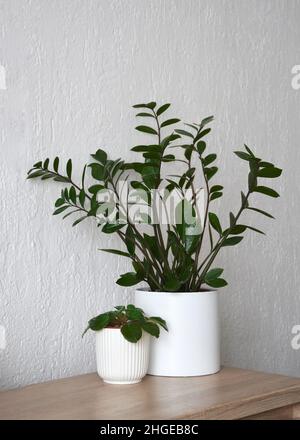 ZZ pianta o Zamioculcas zamiifolia e violetti africani Foto Stock