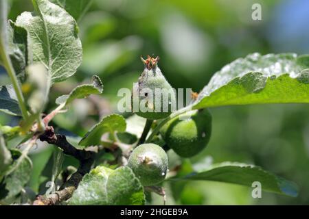 Frutta di mela danneggiata da Hoptocampa testudinea, mela seghy o europeo mela seghy (klug ). Pesti di mela Foto Stock