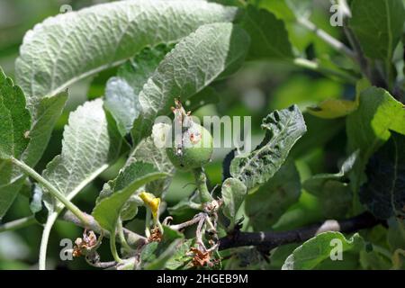 Frutta di mela danneggiata da Hoptocampa testudinea, mela seghy o europeo mela seghy (klug ). Pesti di mela Foto Stock