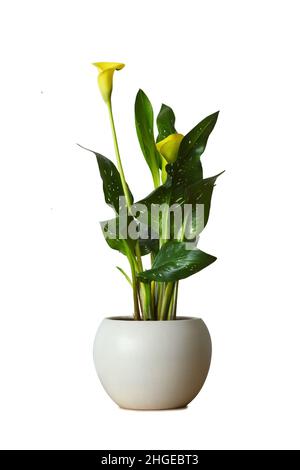 Giglio giallo di calla in vaso di fiori isolato su sfondo bianco Foto Stock