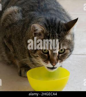 Un gatto tabby vicolo che mangia da una ciotola di plastica gialla in una strada di Gerusalemme, Israele. Foto Stock