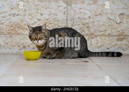 Un gatto tabby vicolo che mangia da una ciotola gialla in una strada di Gerusalemme, Israele. Foto Stock