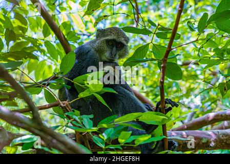 Monkeywith un bambino che stiing su un ramo nella foresta. Zanzibar, Tanzania Foto Stock