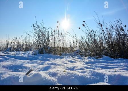 Il sole splende dietro l'erba alta in inverno con molta neve nella natura Foto Stock