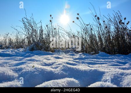 Il sole splende dietro l'erba alta in inverno con molta neve nella natura Foto Stock