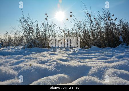 Il sole splende dietro l'erba alta in inverno con molta neve nella natura Foto Stock