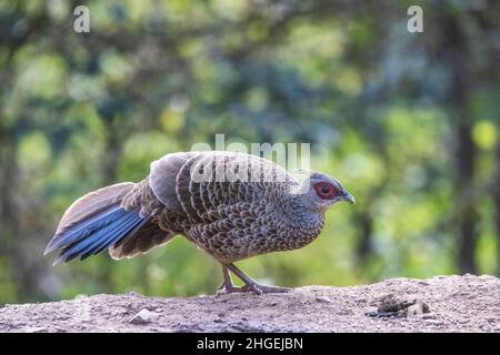 Kalij Pheasant, Lophura leucomelanos, femmina, Uttarakhand, India Foto Stock